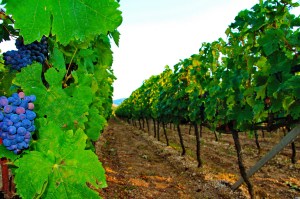 Vinarija Popovac Trebinje Pridvorci