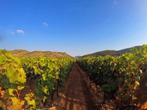 Vinarija Popovac Trebinje Pridvorci