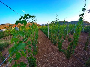 Vinarija Popovac Trebinje Pridvorci