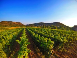 Vinarija Popovac Trebinje Pridvorci