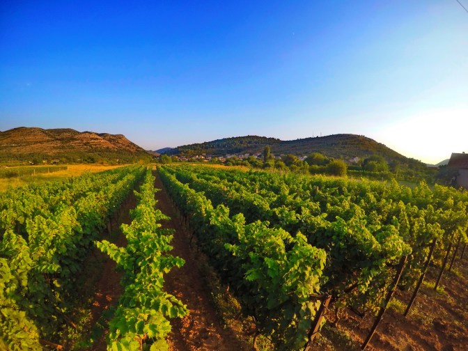 Vinarija Popovac Trebinje Pridvorci