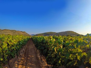 Vinarija Popovac Trebinje Pridvorci