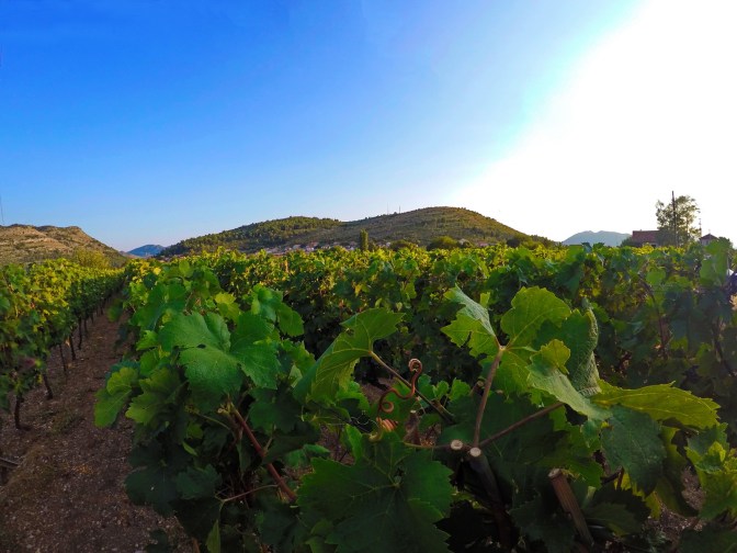 Vinarija Popovac Trebinje Pridvorci
