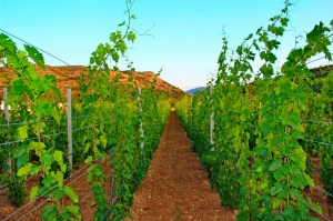 Vinarija Popovac Trebinje Pridvorci