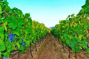 Vinarija Popovac Trebinje Pridvorci