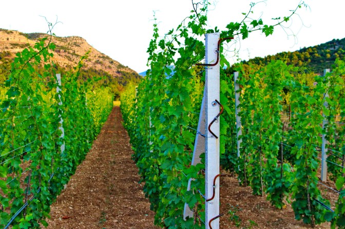 Vinarija Popovac Trebinje Pridvorci