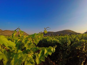 Vinarija Popovac Trebinje Pridvorci